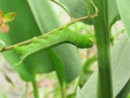 Sphinx Moth Caterpillar or Hornworm