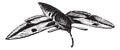 Sphinx moth or Hawk moth, vintage engraving