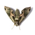 Sphinx Moth Royalty Free Stock Photo
