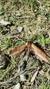 Sphinx moth