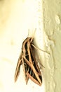Sphinx moth Sphingidae with large wings Royalty Free Stock Photo