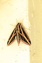 Sphinx moth Sphingidae with large wings Royalty Free Stock Photo