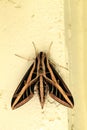 Sphinx moth Sphingidae with large wings Royalty Free Stock Photo