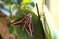 Sphinx moth Sphingidae with large wings Royalty Free Stock Photo