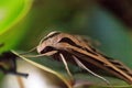 Sphinx moth Sphingidae with large wings Royalty Free Stock Photo