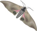 Sphinx Moth Vector Illustration