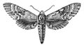 Sphinx Moth, vintage illustration