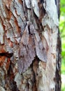 Pine hawk-moth mimicry on a tree