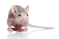 Sphinx rat on white background Royalty Free Stock Photo