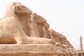 Sphinx in tempel of Karnak in Luxor