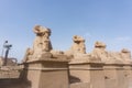 Sphinxes of dromos of Karnak temple complex of Amun-Ra at Luxor, Egypt. Royalty Free Stock Photo