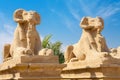 Sphinxes. Luxor, Egypt