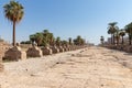 Sphinxes road at entrance to Luxor Temple, a large Ancient Egyptian temple complex located on the east bank of the Nile River in