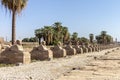 Sphinxes road at entrance to Luxor Temple, a large Ancient Egyptian temple complex located on the east bank of the Nile River in