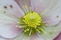 Sphis on hellebore