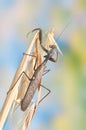 Sphodromantis viridis (female)