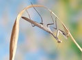 Sphodromantis viridis (female)