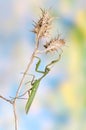 Sphodromantis viridis (male)