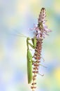 Sphodromantis viridis (male) Royalty Free Stock Photo
