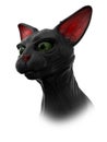 Sphynx black cat Royalty Free Stock Photo