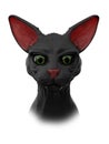 Sphynx black cat Royalty Free Stock Photo