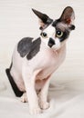 Sphynx black and white Cat on wooden background