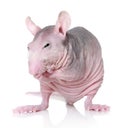 Sphynx breed rat on white background Royalty Free Stock Photo