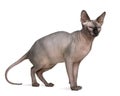 Sphynx cat, 1 year old