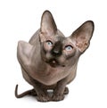 Sphynx cat, 1 year old Royalty Free Stock Photo