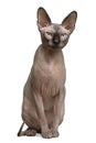 Sphynx cat, 1 year old Royalty Free Stock Photo