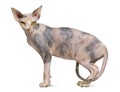 Sphynx cat, 1 year old