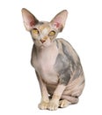 Sphynx cat, 1 year old