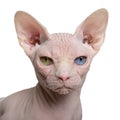 Sphynx cat, 1 year old Royalty Free Stock Photo