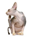 Sphynx cat, 1 year old, itching