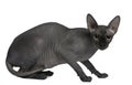 Sphynx cat, 14 months old, sitting