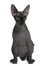 Sphynx cat, 14 months old, sitting