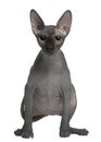 Sphynx cat, 14 months old, standing