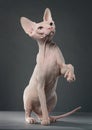 Sphynx cat