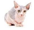 Sphynx cat