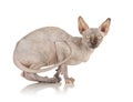 Sphynx Cat