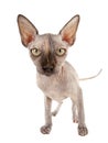 Sphynx Cat