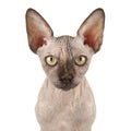 Sphynx Cat