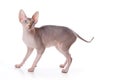 Sphynx cat