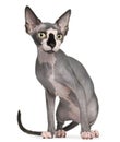 Sphynx cat, 8 months old, sitting