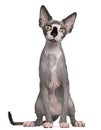 Sphynx cat, 8 months old, sitting