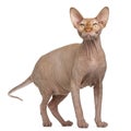 Sphynx cat, 8 months old, standing