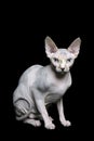 Sphynx cat