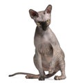 Sphynx cat, 9 months old, sitting