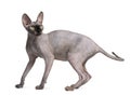 Sphynx cat, 9 months old, standing