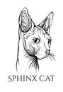 Cat portrait. Hand drawn illustration.Sphynx cat. Royalty Free Stock Photo